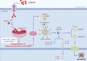 Cisplatin transported by COX17 induces cochlear damage by binding Myosin IIA to regulate cell pyroptosis induced by mitochondrial dysfunction
