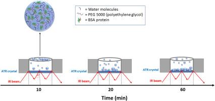 Temperature and cosolute regulate the liquid-liquid phase separation in BSA solutions