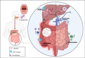 Role of the P2X7 receptor in intestinal inflammation due to infection with the oral pathogen Porphyromonas gingivalis