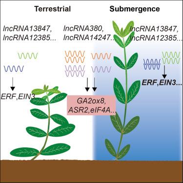 Genome-wide identification and functional prediction of long non-coding RNAs in plastic growth in Alternanthera philoxeroides