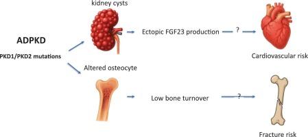 Chronic kidney disease- mineral and bone disorder in autosomal dominant policystic kidney disease