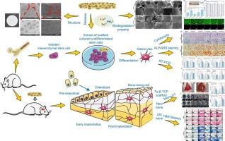 Tantalum-doped β-TCP porous bioceramic scaffolds: In vitro and in vivo evaluation of biodegradation and osteoinductive properties