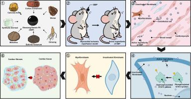 Shexiang baoxin pill ameliorates cardiac fibrosis by inhibiting fibroblast to myofibroblast transition through STAT3 phosphorylation suppression