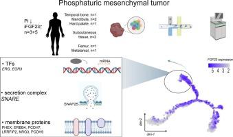 Integrating single-cell and bulk transcriptome analysis of fibroblast growth factor 23 (FGF23)-producing mesenchymal tumors reveals molecular basis of its secretory phenotype