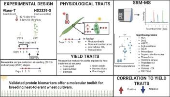 Potential protein biomarkers for heat tolerance in wheat at seedling and ear peep stages
