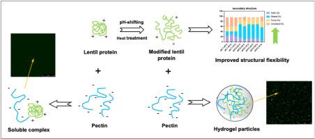 Structural modification of lentil protein enhances electrostatic complex formation with pectin and hydrogel particle development