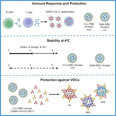 Comparison of immunogenicity and protection efficacy of self-amplifying and circular mRNA vaccines against SARS-CoV-2