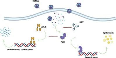 The pregnane X receptor is a novel host target for dengue virus infection that reprograms lipid metabolism and suppresses the immune response