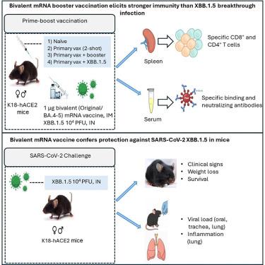 Bivalent mRNA vaccine booster enhances immunity against XBB.1.5 more effectively than breakthrough infection in K18-hACE2 mice