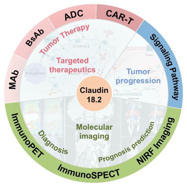 Targeting Claudin18.2 for cancer theranostics: From molecular imaging to precision therapy