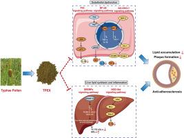Typhae pollen attenuates atherosclerosis by enhancing vascular endothelium function and lipid metabolism