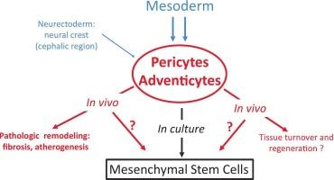 Mesenchymal progenitor cells in perivascular niches: forerunners of mesenchymal stem cells and players in tissue scarring and regeneration