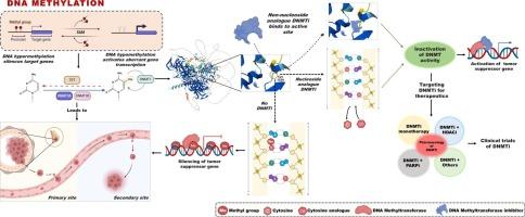 DNA methylation as an oncogenic driver in breast cancer: Therapeutic targeting via epigenetic reprogramming of DNA methyltransferases