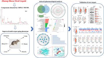 Zhenqi Buxu oral liquid ameliorates inflammaging and aging associated dysfunction via downregulation of TNF-ɑ-mediated inflammatory pathways in mice