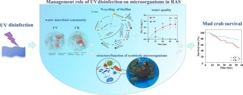 How ultraviolet disinfection increases mortality of mud crabs in recirculating aquaculture systems (RAS): Insights from microbial community analysis
