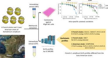 Insights into the in vitro ichthyotoxicity on fish gill cells and toxin production of Karlodinium veneficum (Dinophyceae) strains from French waters
