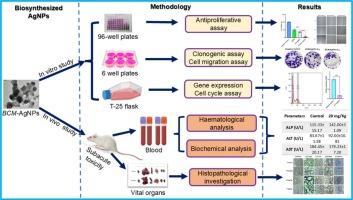 In vitro antiproliferative effects of green synthesized silver nanoparticles from Brassica carinata microgreens on DU-145 prostate cancer cells and In vivo safety assessment