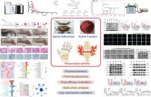 Integrative multi-omics reveals that Salvia miltiorrhiza active fraction ameliorates rheumatoid arthritis in rats via inhibiting inflammation and ferroptosis