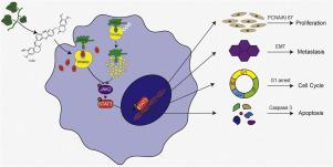 Daurisoline inhibits pancreatic cancer progression by direct binding to PPARα and blocking its ubiquitination-mediated degradation