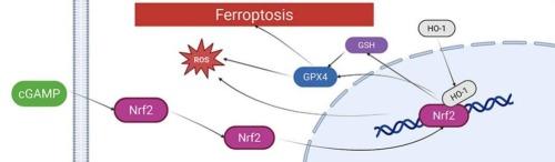 Activation of the Nrf2/HO-1/GPX4 pathway by cGAMP Mitigates oxidative stress and ferroptosis in ischaemic stroke