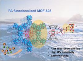 Phytic acid functionalized MOF-808 for seawater uranium extraction with high capacity and selectivity