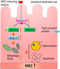 Sirt1 attenuates necrotizing enterocolitis via Hif-1α deacetylation-mediated suppression of Bnip3-Dependent mitophagy
