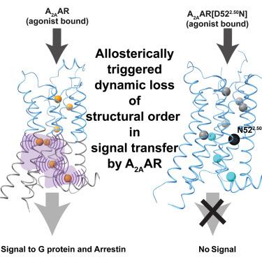 Structural basis of adenosine 2A receptor-balanced signaling activation relies on allosterically mediated structural dynamics