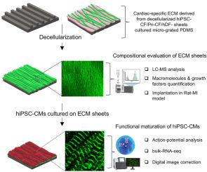 Human iPSC-derived cardiac-specific extracellular matrix scaffolds for cardiomyocyte maturation and post-myocardial infarction repair