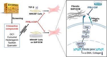 Optimised formula of Fufang Biejia Ruangan tablets alleviates renal fibrosis by suppressing matrix-stiffness–induced fibroblast activation via inhibition of integrin αVβ1 binding