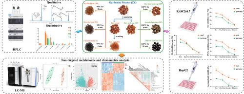 Non-targeted metabolomic and chemometric analysis of Gardeniae Fructus (Zhizi): Linking processing to chemical and bioactive changes