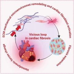 Epigenetic regulation of extracellular matrix mechanotransduction in cardiac fibrosis