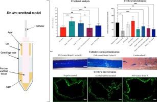 An ex vivo porcine urethral model for investigating intermittent catheter-associated urethral microtrauma