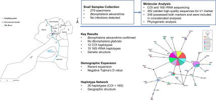 Mitochondrial DNA analysis reveals genetic diversity and population structure of Biomphalaria alexandrina in Egypt: Implications for schistosomiasis control