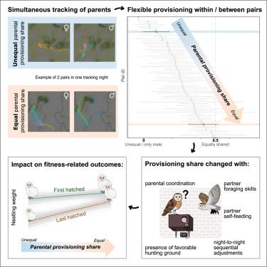 Real-time context-dependent cooperation in parental provisioning reveals fitness payoffs in barn owls