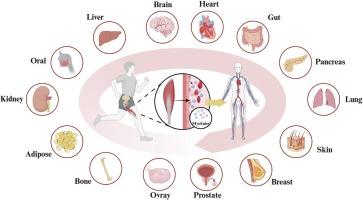 Myokine-mediated muscle-organ interactions: Molecular mechanisms and clinical significance