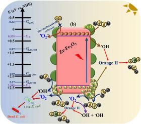Sustainable water treatment using CuO Cocatalyst–loaded Zr-doped Fe2O3 nanocomposite for oxidant-free photocatalytic degradation of Orange II dye and E. coli inactivation
