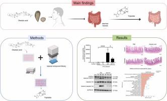 Natural compound library screening identifies triptolide for the treatment of okadaic acid-induced intestinal dysfunction