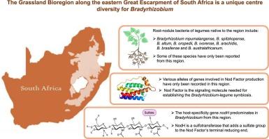 Argyrolobium legumes from an African centre of endemism associate with novel Bradyrhizobium species harbouring unique sets of symbiosis genes
