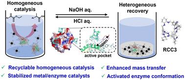pH-Responsive aqueous homogeneous metal/enzyme catalysis and heterogeneous recovery enabled by organic cages