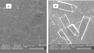 Green Synthesis of Maleic Anhydride-Grafted-Xyloglucan Hydrogel Film and its In Vitro Scratch Wound Assay, Anti-Diabetic and Anti-Inflammatory Studies