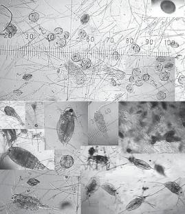 Antifouling Activity of Oxide Films Prepared by the Extraction–Pyrolytic Method under Continental Water Body Conditions