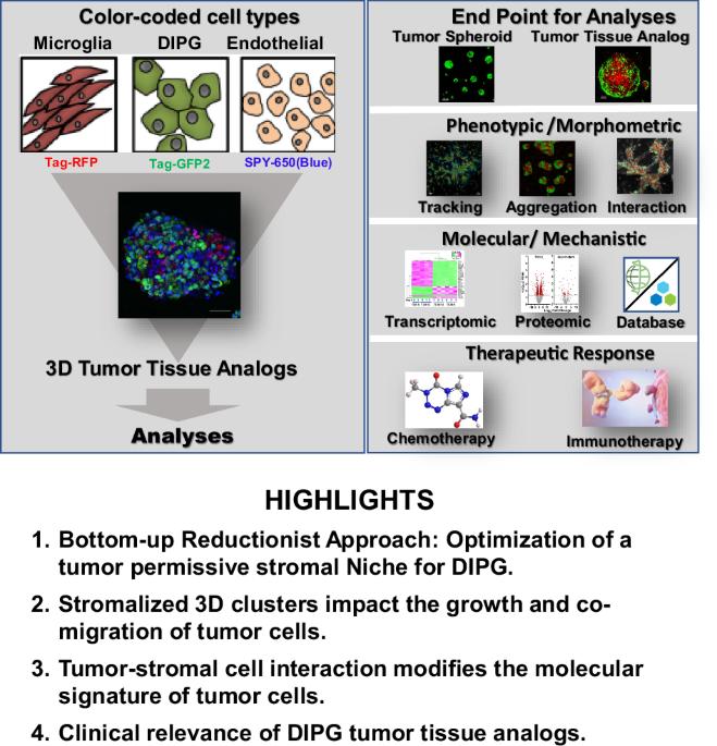 Multicellular tumor-stromal interactions recapitulate aspects of therapeutic response and human oncogenic signaling in a 3D disease model for H3K27M-altered DIPG