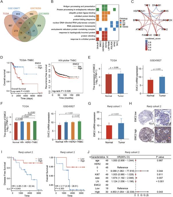 EMC2 promotes triple negative breast cancer growth by protecting FDFT1 from endoplasmic reticulum associated degradation to impair ferroptosis susceptibility