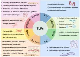 Tryptase-like proteases: A novel perspective for fibrosis