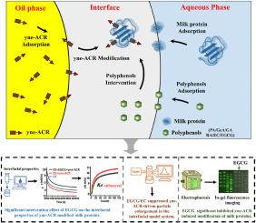 Novel insights into interfacial effects on α, β-unsaturated aldehyde-induced modifications of milk proteins and polyphenol interventions in multiphase food systems