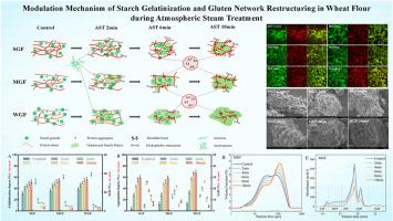 Modulation mechanism of starch gelatinization and gluten network restructuring in wheat flour during atmospheric steam treatment