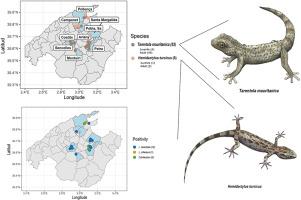 Leishmania tarentolae and Leishmania infantum in geckos from Mallorca Island, Spain