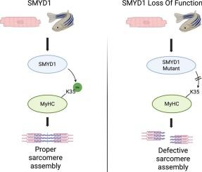 SMYD1-mediated mono-methylation of lysine K35 of sarcomeric myosin heavy chain (MHC) regulates sarcomere assembly and homeostasis in zebrafish and human iPSC-derived cardiomyocytes