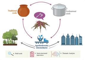 Culinary perspectives on Colombian purple ñampín: from tradition to innovation