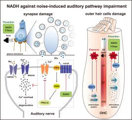 NADH against noise-induced hearing loss: Evidence from models of "temporary" and "permanent" deafness